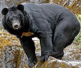 black bear