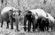 elephant