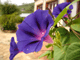 blue poppy