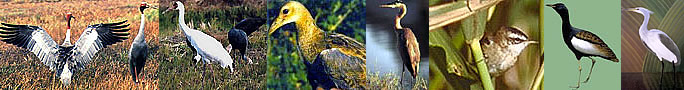 birds of Bhutan