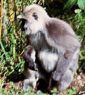 langurs