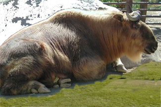 National animal of Bhutan