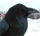 National Bird of Bhutan