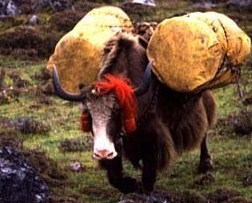 Yak