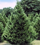 National Tree of Bhutan