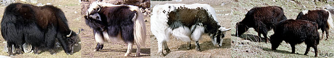 yak